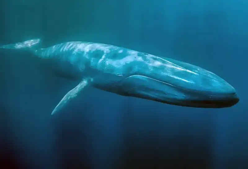 Blue whale, Balaenoptera musculus