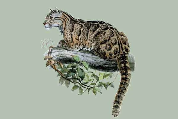 Leopard cat, raccoon dog, tabby cat, copper coin cat, leopard cat, spotted raccoon, mountain raccoon, wildcat, money cat