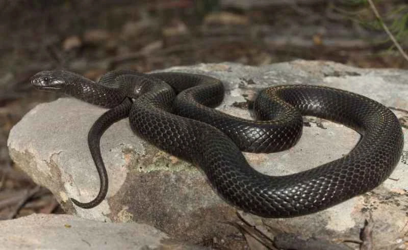 Blue-bellied Black Snake, Pseudechis guttatus