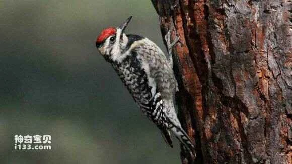 2023052762865613.jpg d26dd1086b63f624a547ec2c8c44ebf81a4ca37f_九雷图片转换器.jpg