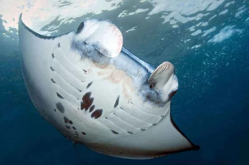 Giant manta ray