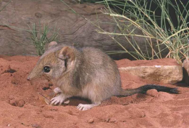 Dasycercus spp. (also known as D. blythi or D. cristicauda)