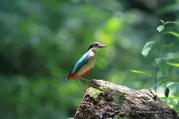 Fairy Pitta (also known as Fairy Pitta or Fairy Bird Pitta)