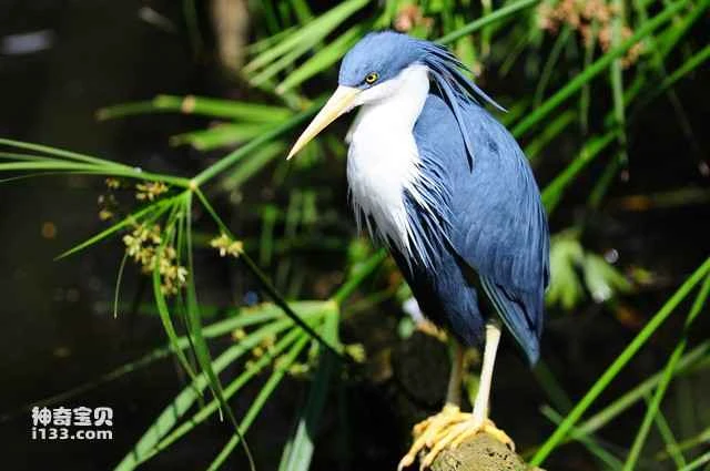 Black egret, white-necked heron