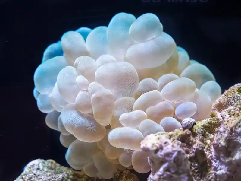Pearl bubble coral (bubble coral), Plerogyra sinuosa