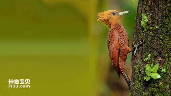 2023062289676850.jpg a254a0fd1e178a82114d8b55fd03738da877e842_九雷图片转换器.jpg