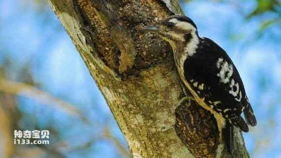 2023052850775088.jpg 103c4a1e95cad1c8d8f4683e743e6709c83d51cb_九雷图片转换器.jpg