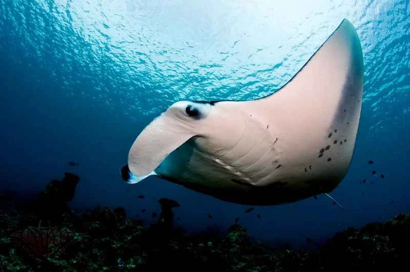 Giant manta ray