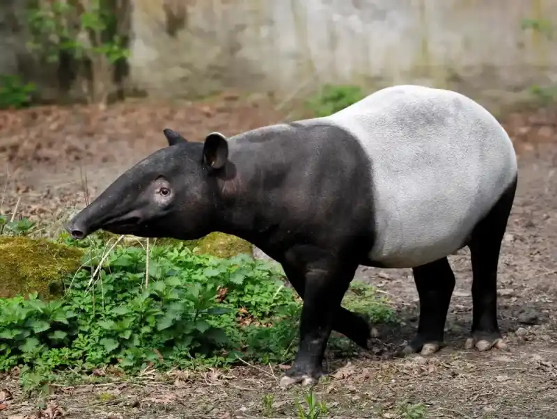 tapir