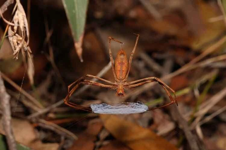 Web-laying spiders, Deinopidae (typical genera include Deinopis and Menneus)