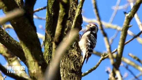 2023053019688364.jpg 94fde35594eef01ffa0511bdebfe9925bc317d2c_九雷图片转换器.jpg