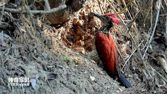 2023070910564074.jpg 62d5b632c895d143b546ebdc78f082025baf078b_九雷图片转换器.jpg