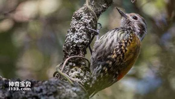 2023052779734705.jpg 6fb0ba638535e5ddf3e94bce7dc6a7efcf1b6249_九雷图片转换器.jpg