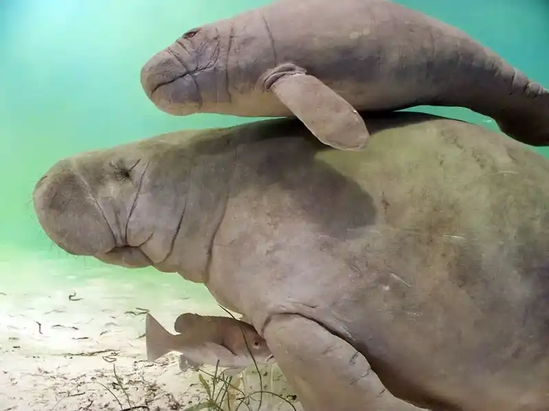 manatee