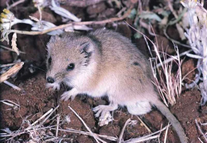 Narrow-nosed flatheaded succubus, Planigale tenuirostris