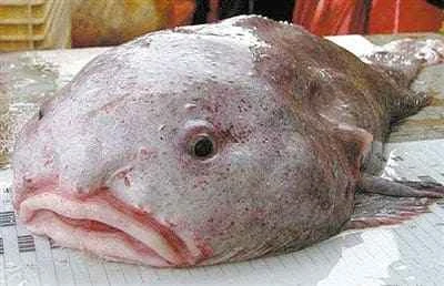 Blobfish, Psychrolutes marcidus