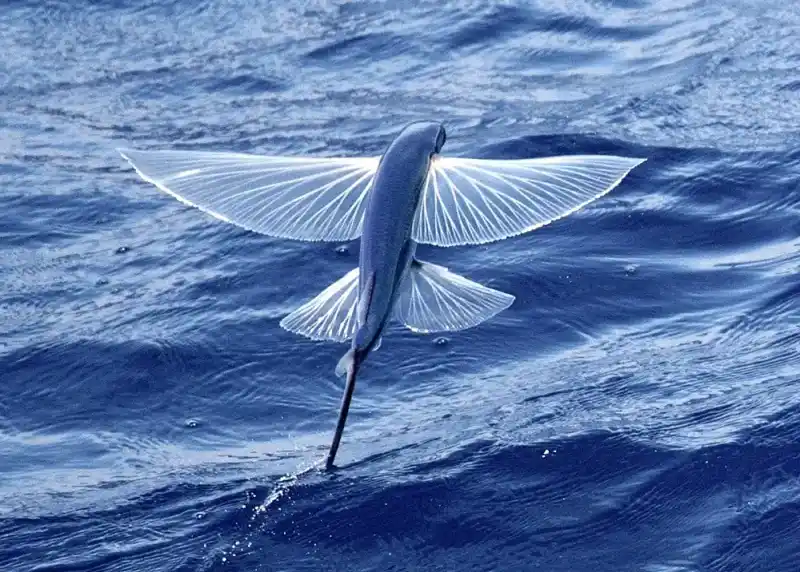 Tropical flying fish