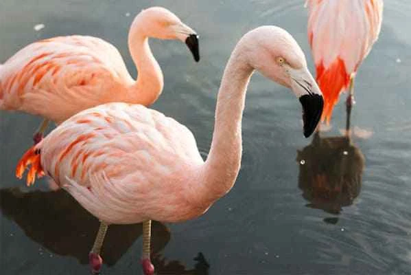 Chilean Flamingo, Phoenicopterus chilensis