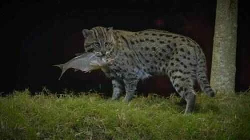 Fishing cat, cat that catches fish