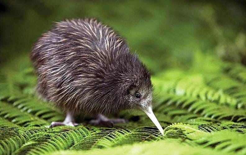 Kiwi (General Overview)