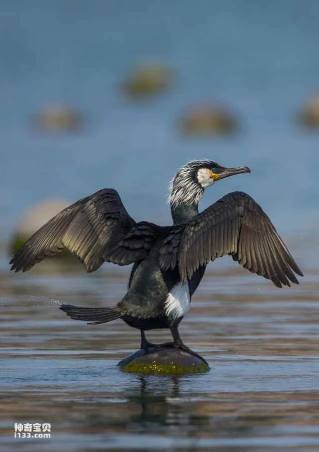 Dark Green-backed Cormorant, Terminus's Cormorant, Spotted-headed Cormorant, Green-backed Cormorant, Dan's Cormorant, Green Cormorant, Green-backed Cormorant, Japanese Cormorant