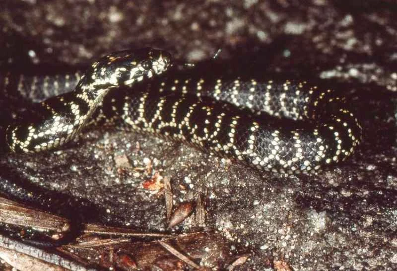 Hoplocephalus bungaroides