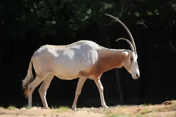 Scimitar-horned oryx, Oryx dammah