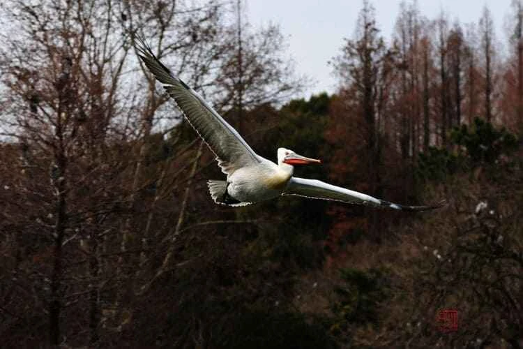 Pelicans (Genus Overview)