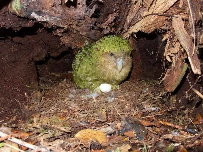 Kakapo