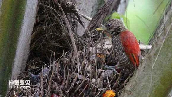 2023053111140269.jpg 2956c419972bd4073c46d9b370899e510eb30969_九雷图片转换器.jpg