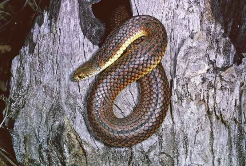 Australian Copperhead Snake