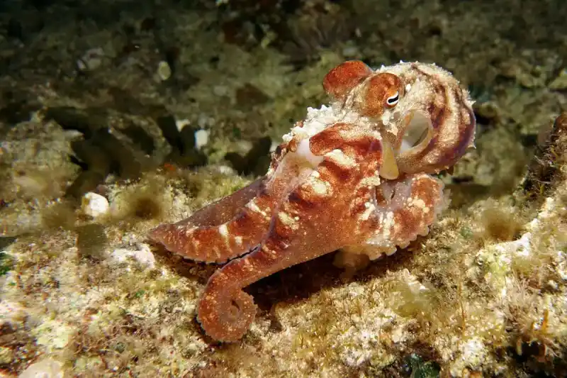 Octopus family (general overview)