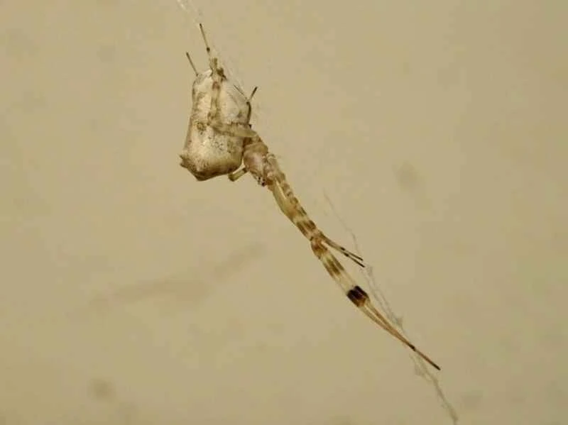 Garden spider, Uloboridae (typical genus Uloborus spp., etc.)