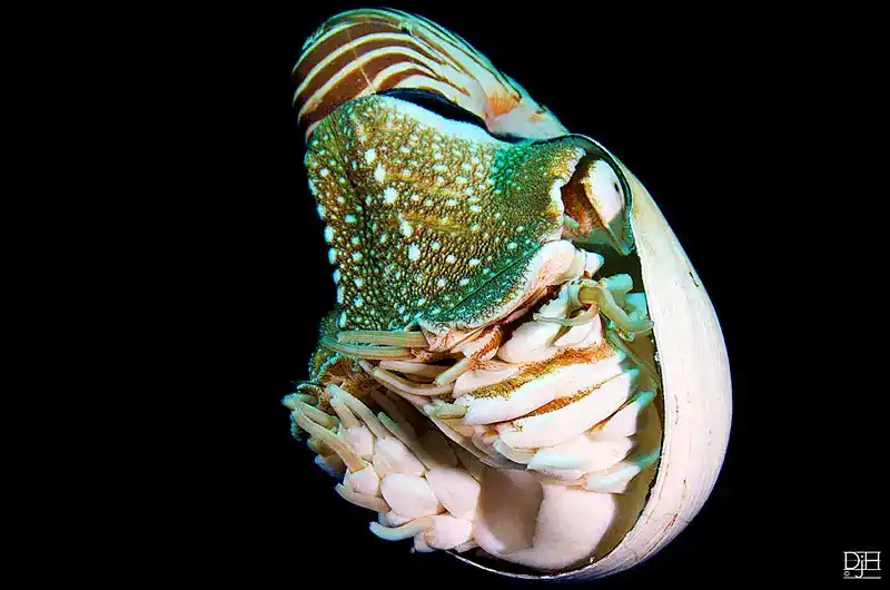 Nautilus