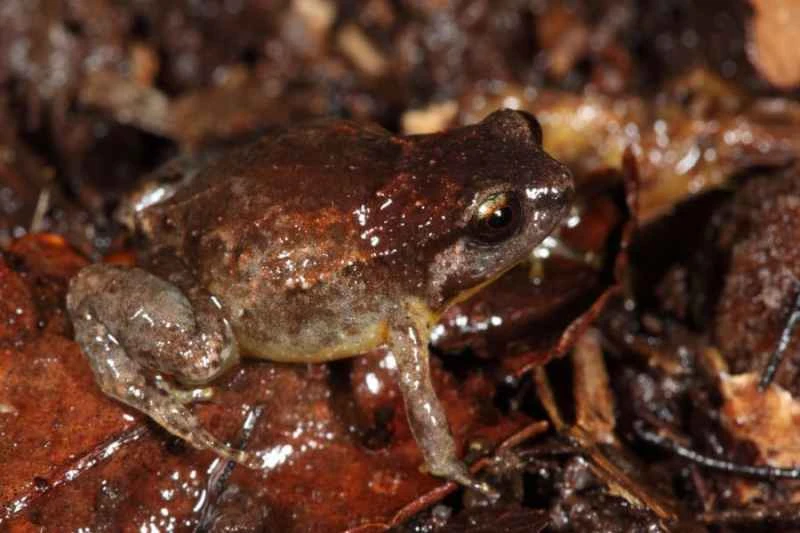 Tapping the tadpole, Cophixalus infacetus