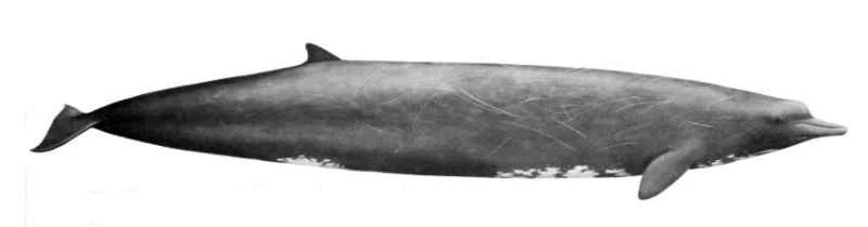 Mesoplodon bowdoini, a type of beaked whale.