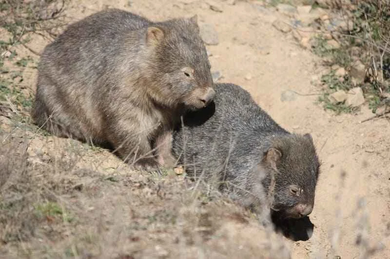 Common Wombat