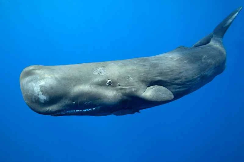 sperm whale