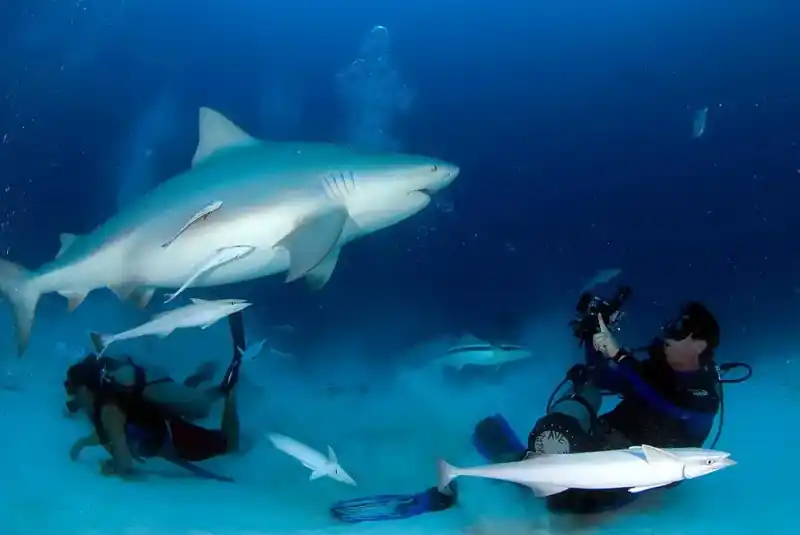 Bull shark (Carcharhinus leucas)