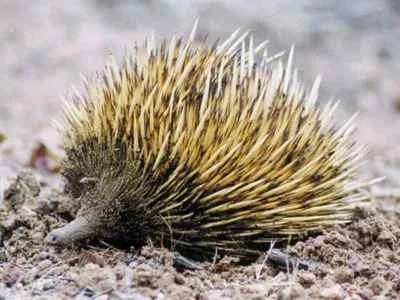 Echidna, Tachyglossidae, Spiny Anteater