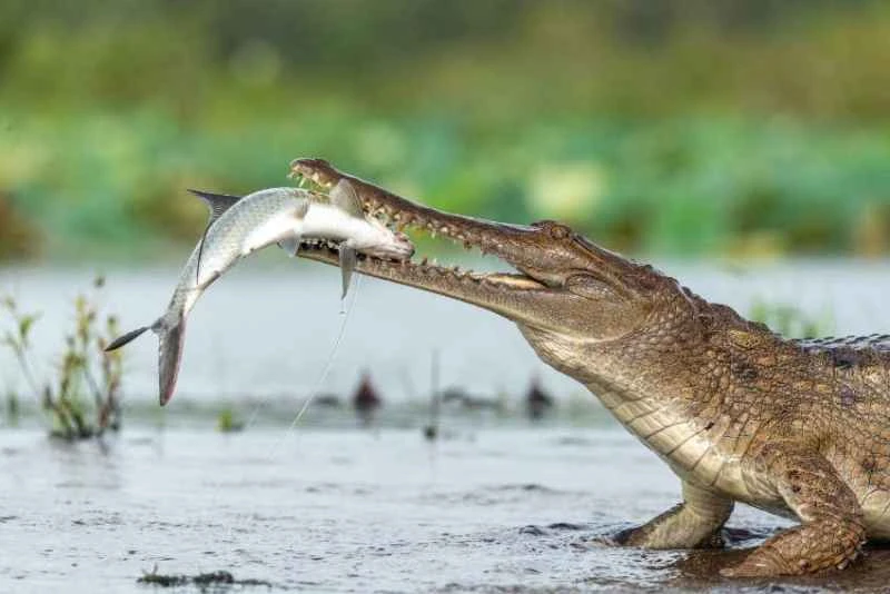 Freshwater crocodile, Crocodylus johnstoni
