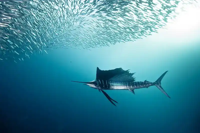 Sailfish (Sailing Sailfish)