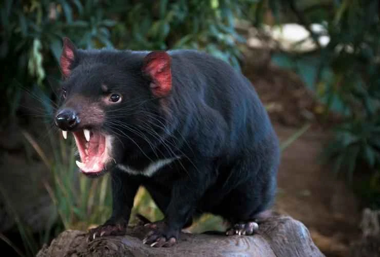 Tasmanian devil