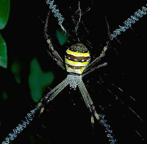 St. Andrew's Cross Spider
