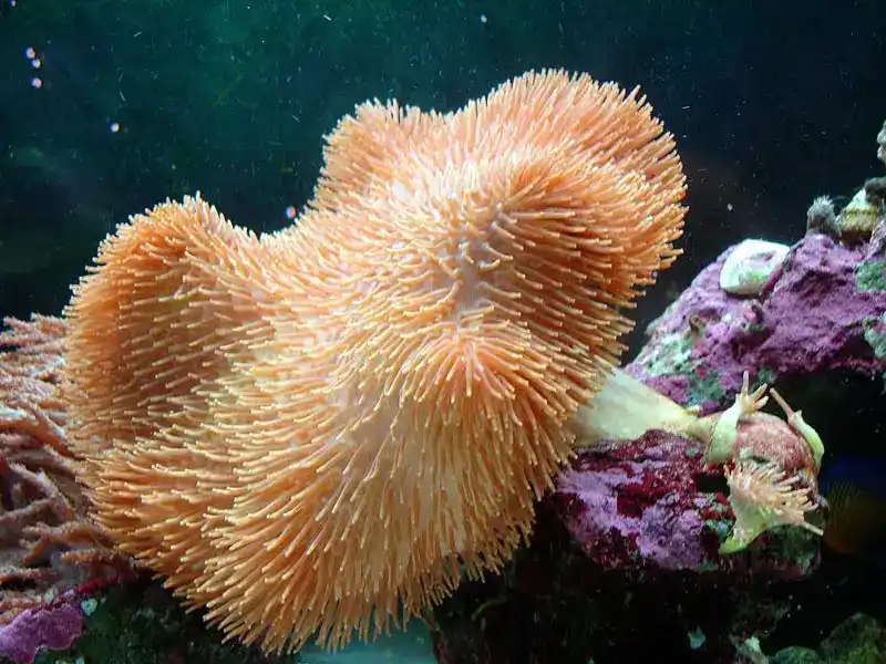 Elegant Leather Coral