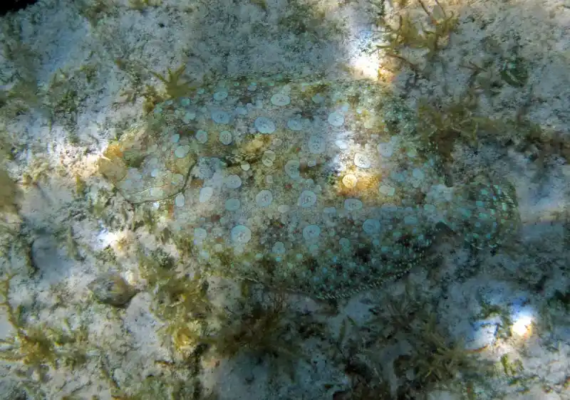 Flounder, Pleuronectiformes