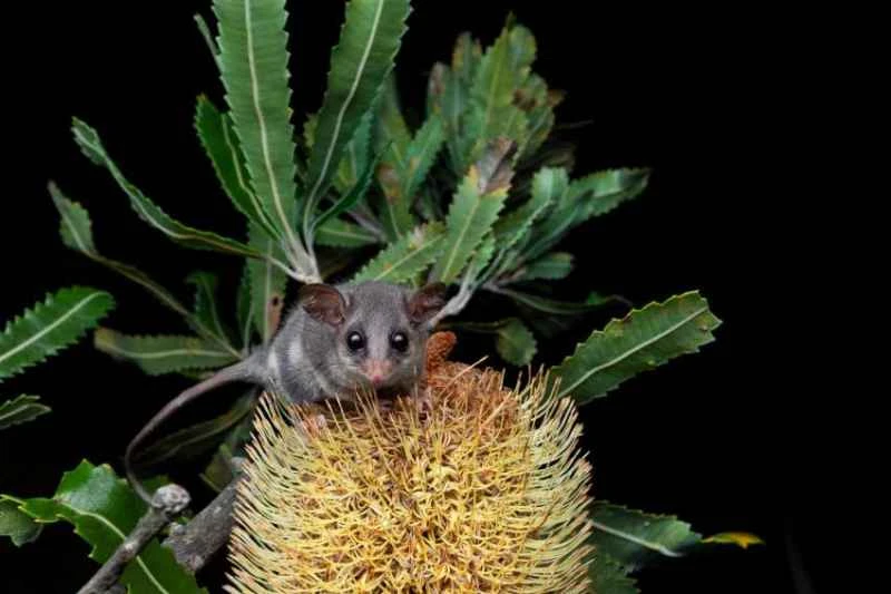 Eastern dwarf possum, Cercartetus nanus