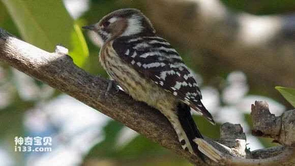 2023052999274967.jpg 1d1f3afab2fb43169137ed632ba4462309f7d377_九雷图片转换器.jpg