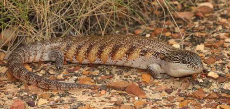Eastern Blue Tongue Skink