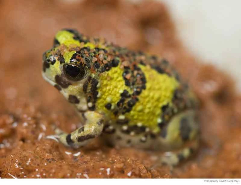 Cross Frog, Notaden bennettii